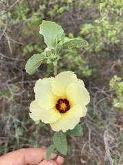 Hibiscus platycalyx