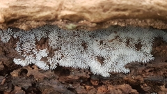 Ceratiomyxa fruticulosa fruticulosa