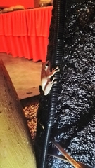 Polypedates megacephalus