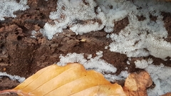 Ceratiomyxa fruticulosa fruticulosa