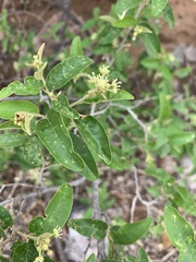Croton menyharthii