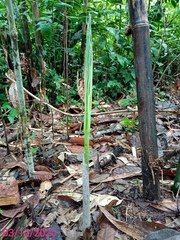 Amorphophallus hewittii