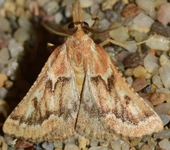 Synaphe oculatalis