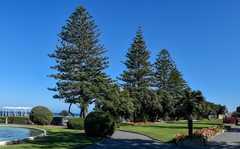 Araucaria heterophylla