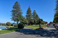 Araucaria heterophylla
