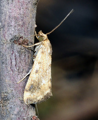 Tegostoma comparalis