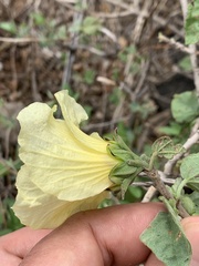 Hibiscus platycalyx