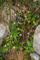 Micranthes stellaris