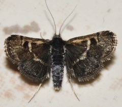 Titanio normalis