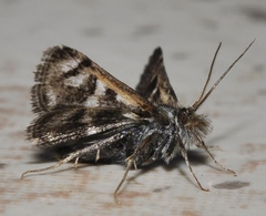 Titanio normalis