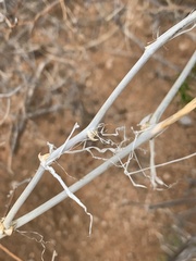 Asparagus exuvialis
