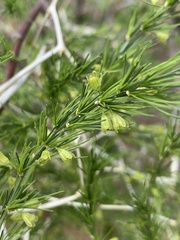Asparagus exuvialis