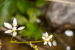 Micranthes stellaris