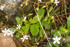 Micranthes stellaris