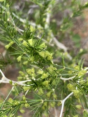 Asparagus exuvialis