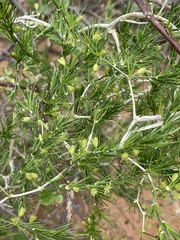 Asparagus exuvialis