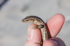 Oligosoma smithi