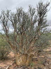 Sesamothamnus lugardii