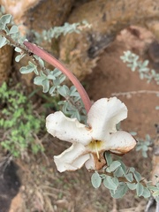 Sesamothamnus lugardii