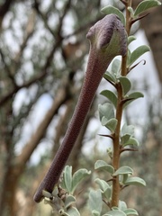 Sesamothamnus lugardii