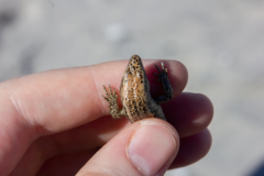 Oligosoma smithi