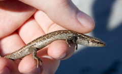 Oligosoma smithi