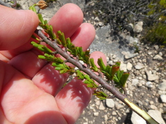 Hermannia concinnifolia
