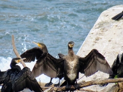 Phalacrocorax carbo