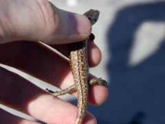 Oligosoma smithi