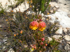 Hermannia concinnifolia