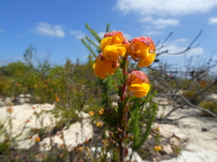 Hermannia concinnifolia