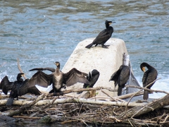 Phalacrocorax carbo