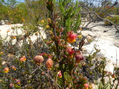 Hermannia concinnifolia