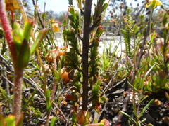 Hermannia concinnifolia