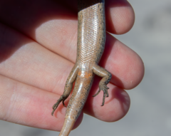 Oligosoma smithi
