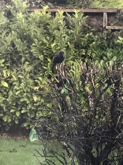 Sturnus vulgaris