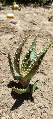 Aloe distans