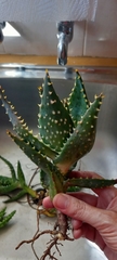 Aloe distans