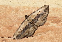 Horisme vitalbata
