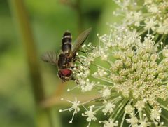 Leucozona laternaria