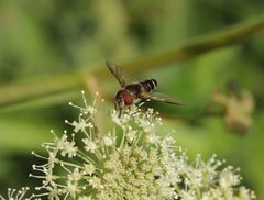 Leucozona laternaria