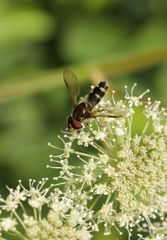 Leucozona laternaria