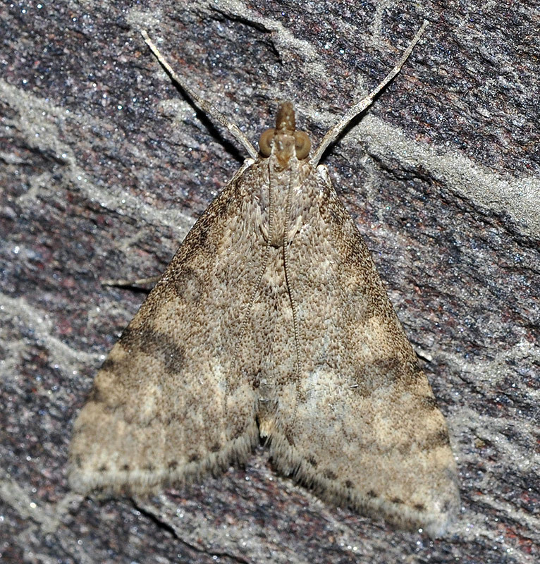 Udea bipunctalis
