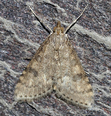 Udea bipunctalis