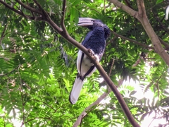 Bycanistes subcylindricus