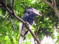 Bycanistes subcylindricus