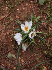 Crocus hyemalis