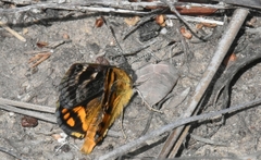 Synemon parthenoides