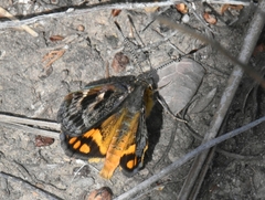 Synemon parthenoides