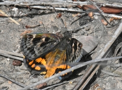 Synemon parthenoides